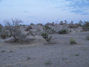 Maranjab desert (62)    